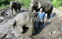chiang mai elephant training, Elephant Carer Home