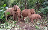 chiang mai elephant volunteer, Elephant Nature Park