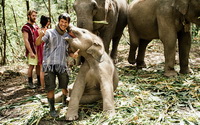 chiang mai elephant volunteer, Elephant Jungle Sanctuary