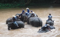chiang mai elephant volunteer, Elephant Nature Park