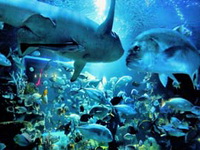 chiang mai tour packages, chiang mai zoo aquariam