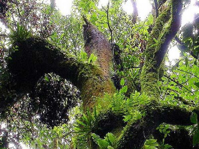 package tours chiang mai, inthanon national park