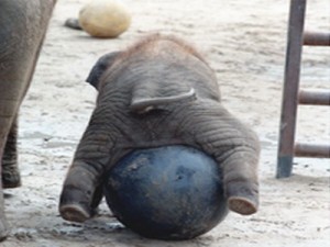 package tours chiang mai, chiang mai elephant