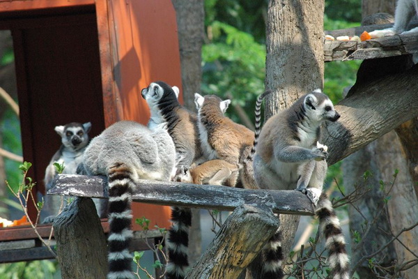 chiang mai night safari tour, chian mai night safari, night safari