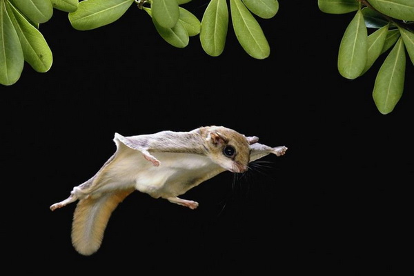 chiang mai night safari tour, chian mai night safari, night safari