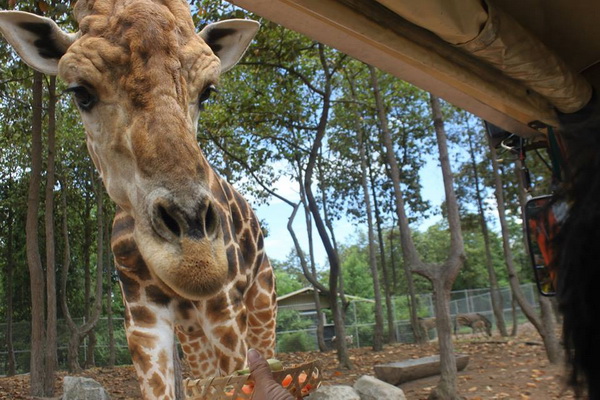 chiang mai night safari tour, chian mai night safari, night safari