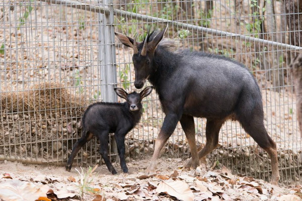 chiang mai night safari tour, chian mai night safari, night safari