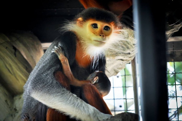 chiang mai night safari tour, chian mai night safari, night safari
