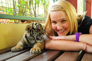 Tiger Kingdom Chiang Mai Up Close Personal Experience With Tigers