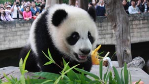 chiang mai zoo, chiang mai attractions, attractions in chiang mai