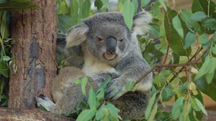 chiang mai zoo, chiang mai attractions, attractions in chiang mai