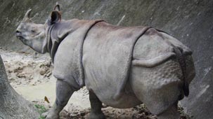 chiang mai zoo, chiang mai attractions, attractions in chiang mai