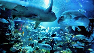 chiang mai zoo, chiang mai attractions, attractions in chiang mai