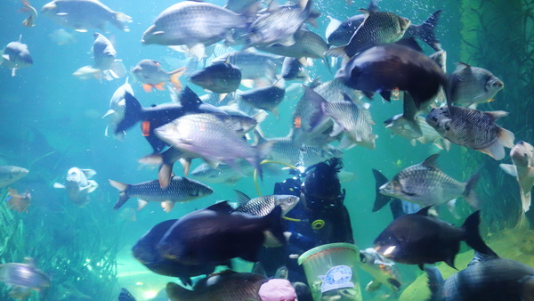 ob luang national park, ob luang, national parks in northern thailand, op luang, op luang national park