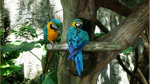 chiang mai zoo, chiang mai attractions, attractions in chiang mai