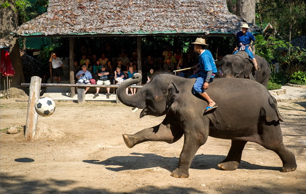 https://mychiangmaitour.com/wp-content/images/attractions/maesa_elephant_camp02.jpg