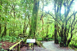 ang ka luang, ang ka nature trail, doi inthanon national park