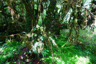 ang ka luang, ang ka nature trail, doi inthanon national park