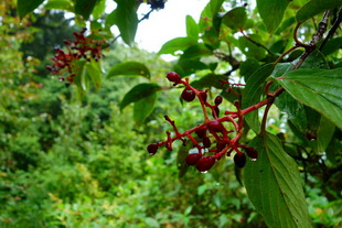 ang ka luang, ang ka nature trail, doi inthanon national park