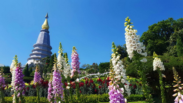 budget tour doi inthanon, budget tour doi inthanon national park, tour doi inthanon, tour doi inthanon national park, doi inthanon national park, doi inthanon