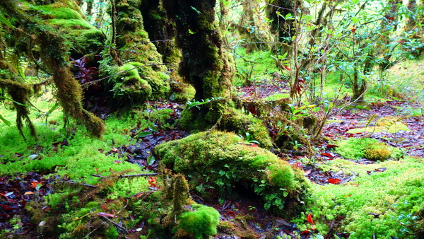 budget tour doi inthanon, budget tour doi inthanon national park, tour doi inthanon, tour doi inthanon national park, doi inthanon national park, doi inthanon