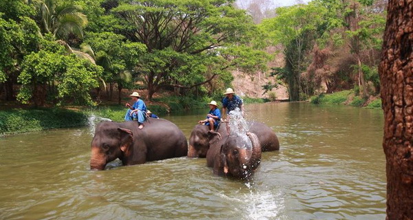 things to do in chiang mai, chiang mai elephants