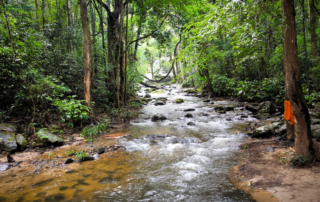 elephant observation and hiking doi inthanon, elephant observation and trekking doi inthanon, elephant observation and doi inthanon hike, elephant observation and doi inthanon trek, elephant surveying and doi inthanon hiking, doi inthanon hiking, doi inthanon trekking