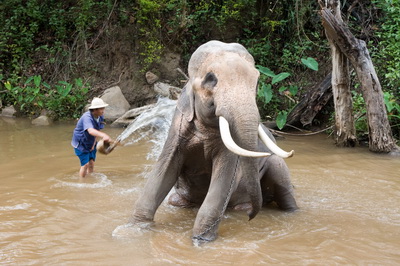 private tour mae rim, mae sa elephant camp