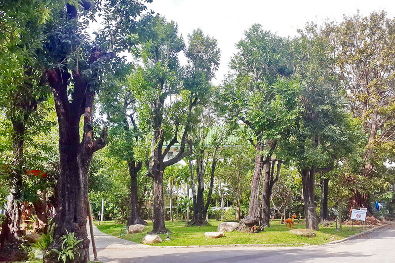 suan dok temple, wat suan dok, important temple in chiang mai suan dok temple, wat suan dok, important temple in chiang mai