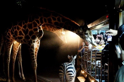 chiang mai night safari tour