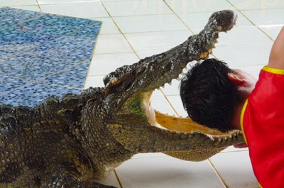 chiang mai crocodile show, chiang mai crocodile, chiang mai attractions, crocodile show in chiang mai