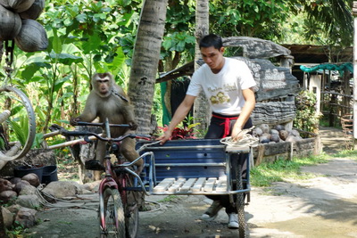 chiang mai monkey school
