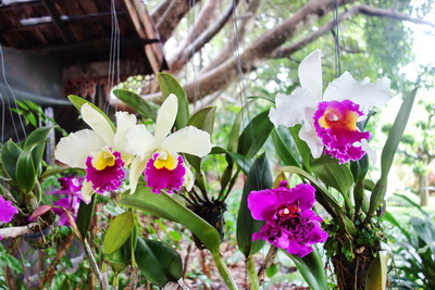 chiang mai orchid