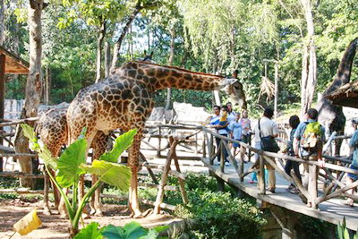 chiang mai zoo