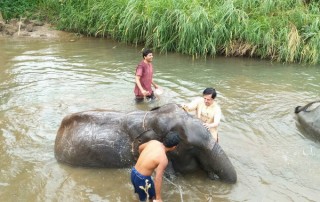 karen and elephant house, eco elephant camp chiang mai, chiang mai animals planet package, chiang mai packages, chiang mai tour packages, mae sa elephant camp