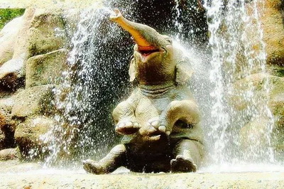 private tour elephant conservation