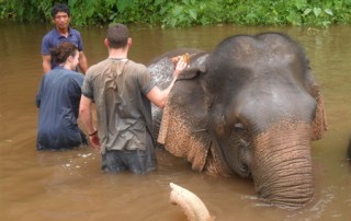 trek mae wang area, trek chiang mai, trekking in chiang mai, elephant care mae wang, mae wang elephant camp