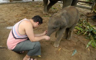 elephant care maewang, hug elephants sanctuary, hug elephants sanctuary mae wang