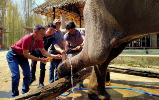 private tour mae rim, chiang mai tour, private tours chiang mai, mae rim elephant camp