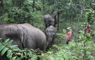 private tour mae rim, chiang mai tour, private tours chiang mai, mae rim elephant camp