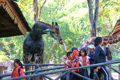 zoo attractions chiang mai, attractions zoo in chiang mai, zoos in chiang mai, animal parks in chiang mai, chiang mai zoos, animal farms in chiang mai