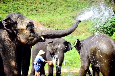private tour chiang mai elephant safari