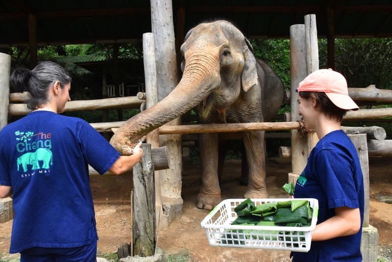 maesa elephant camp, the chang elephant camp, the chang