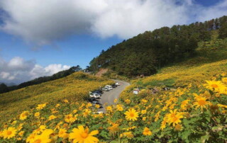 doi mae u kho, doi mae ukho, doi mae u-kor, doi mae ukor, mexican sun flower field