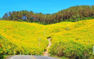 doi mae u kho, doi mae ukho, doi mae u-kor, doi mae ukor, mexican sun flower field