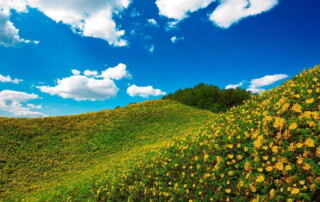 doi mae u kho, doi mae ukho, doi mae u-kor, doi mae ukor, mexican sun flower field