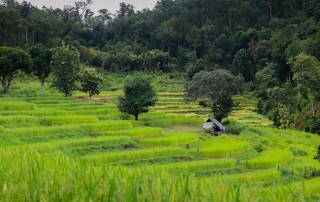 2 days chiangmai trek, chiang mai trekking maewang, chiang mai trekking, trekking in chiang mai