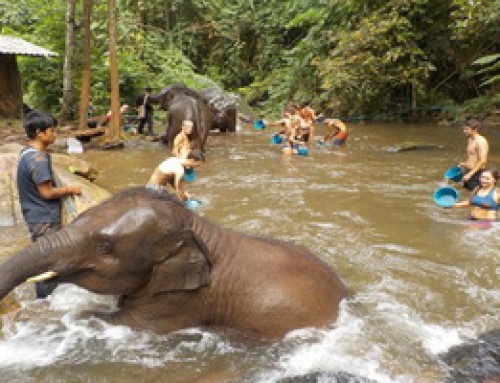 Elephant03 : 1 Day Chiang Mai Elephant Care  at Elephant Jungle Paradise Park