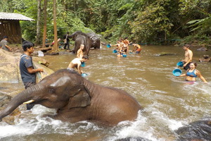 elephant jungle paradise  park,elephant jungle paradise  park chiang mai, chiang mai elephant volunteer, chiang mai elephant