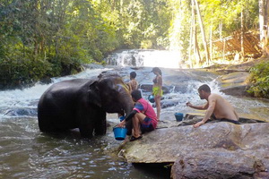 elephant jungle paradise  park,elephant jungle paradise  park chiang mai, chiang mai elephant volunteer, chiang mai elephant